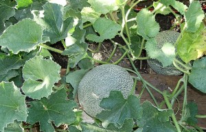 cantaloupe-on-vine
