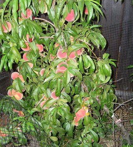 Leaning Peach Tree Peach tree in garden, heavy with peaches, leaning